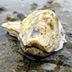 Illustration for article titled Panicked Oyster Praying That Lump It Feels Forming Only A Pearl